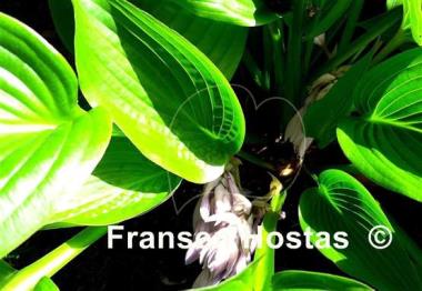 Hosta Incoming