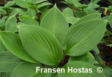 Hosta Incoming