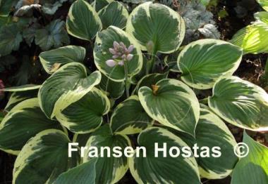 Hosta Independence