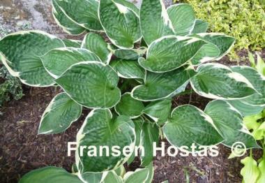 Hosta Independence