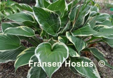 Hosta Independence