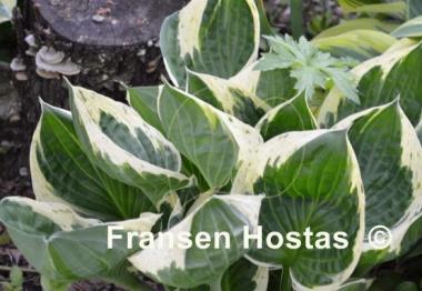 Hosta Independence