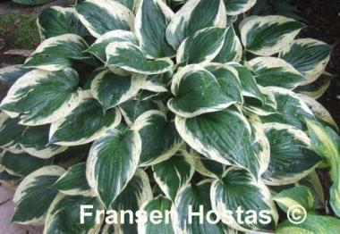 Hosta Independence