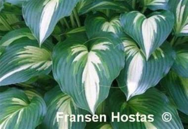 Hosta Indian Feather