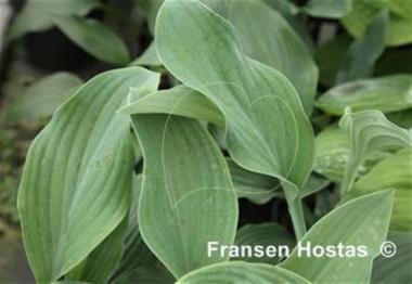 Hosta Indian Hills
