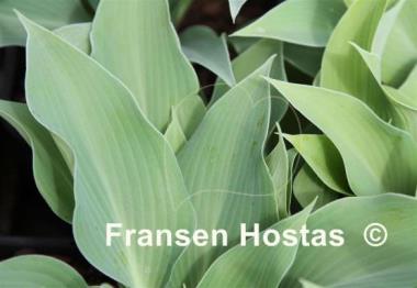 Hosta Indiana Blue