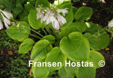Hosta Indiana Knight