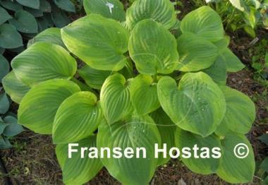 Hosta Indiana Knight