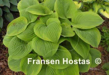 Hosta Indiana Knight