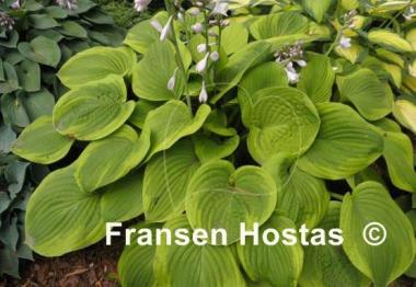 Hosta Indiana Knight