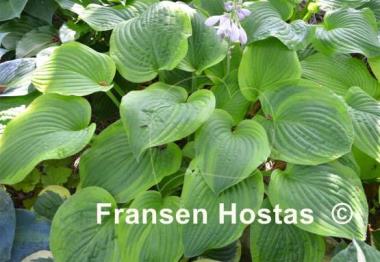 Hosta Indiana Knight