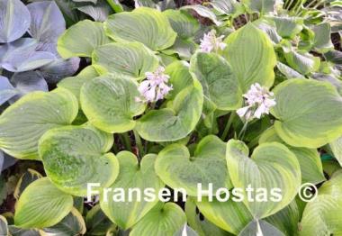 Hosta Indiana Knight