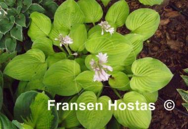Hosta Indiana Moonshine