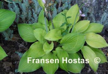 Hosta Indiana Moonshine