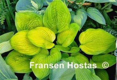 Hosta Indiana Moonshine