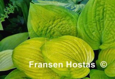 Hosta Indiana Moonshine