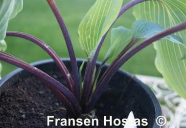 Hosta Infatuation