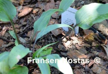 Hosta Infatuation