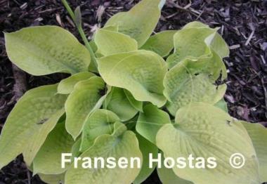 Hosta Innisglow