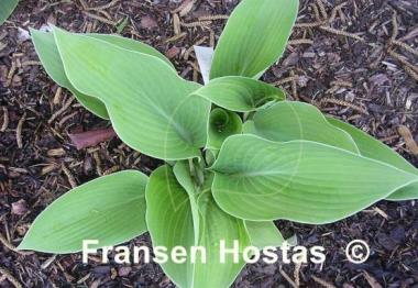 Hosta Innisglow