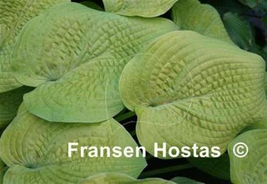 Hosta Innisglow
