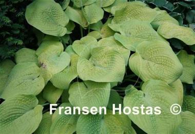 Hosta Innisglow