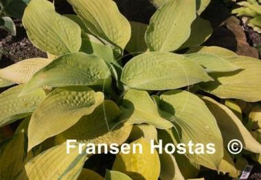 Hosta Innisglow