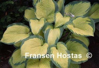 Hosta Inniswood