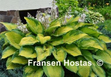 Hosta Inniswood
