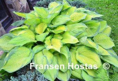 Hosta Inniswood