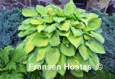 Hosta Inniswood