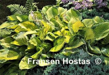 Hosta Inniswood
