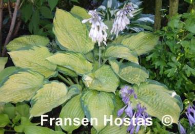 Hosta Inniswood