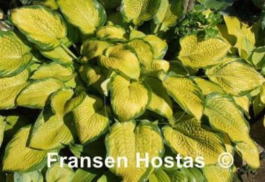 Hosta Inniswood