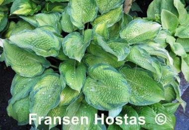 Hosta Inniswood