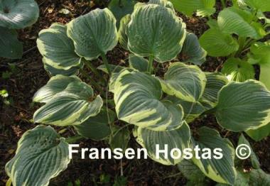 Hosta Inspire Greatness