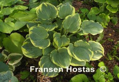 Hosta Inspire Greatness