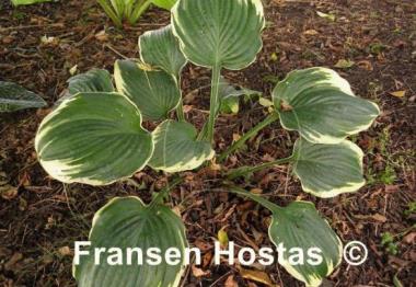 Hosta Inspire Greatness