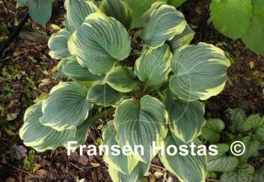 Hosta Inspire Greatness