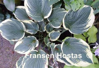Hosta Inspire Greatness