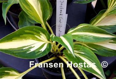 Hosta Instant Gratification