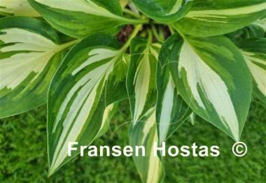 Hosta Instant Gratification