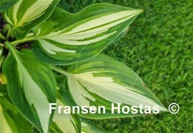Hosta Instant Gratification