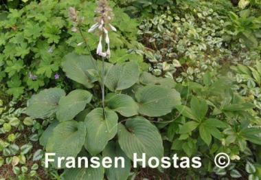 Hosta Interstate 71