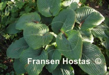 Hosta Interstate 71
