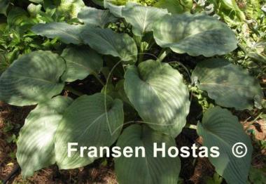 Hosta Interstate 71