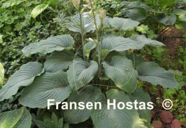 Hosta Interstate 71