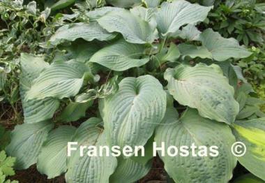Hosta Interstate 71