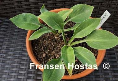 Hosta Introvert