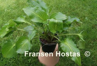 Hosta Invincible Light